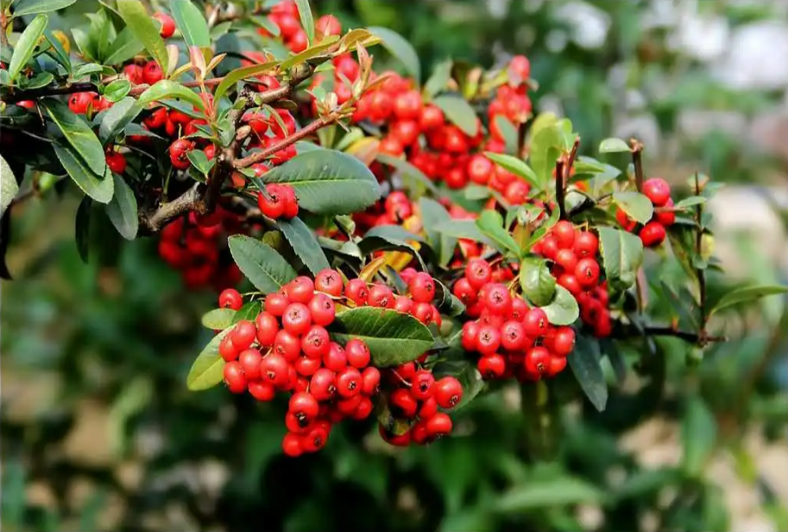 火棘-Pyracantha fortuneana