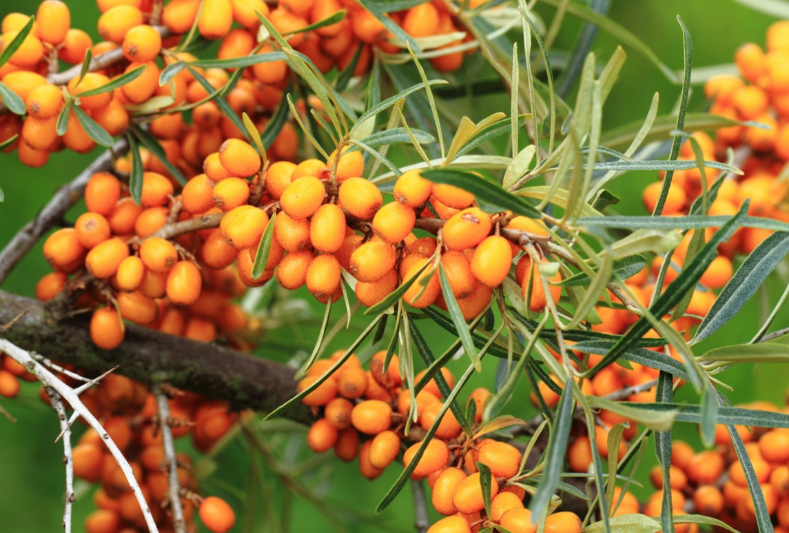 沙棘-Hippophae rhamnoides Linn.