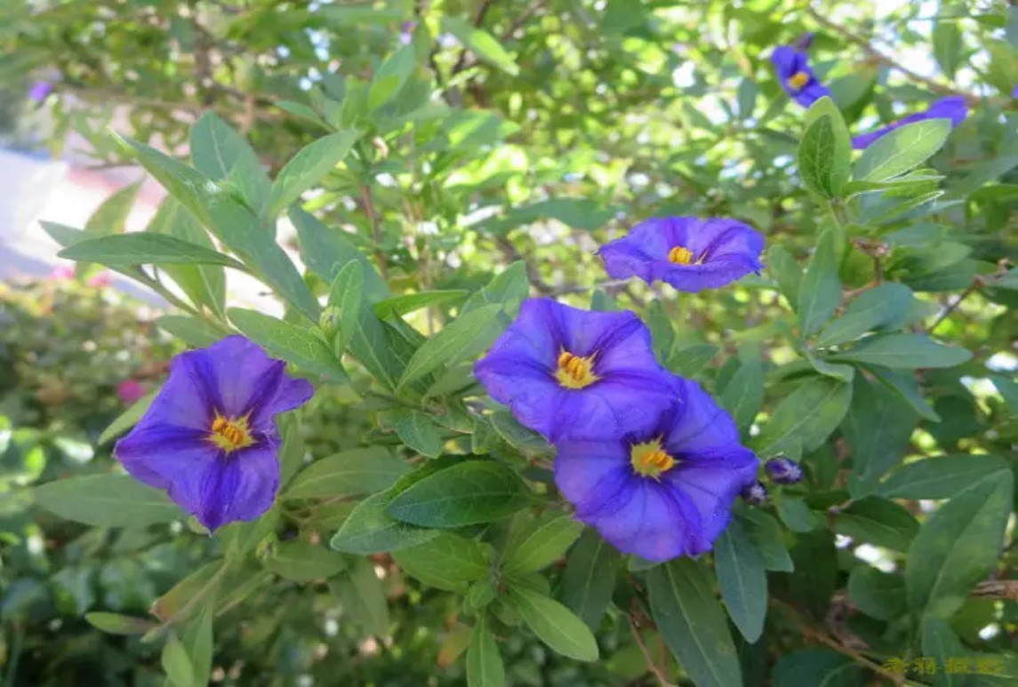 灌木藍(lán)花茄