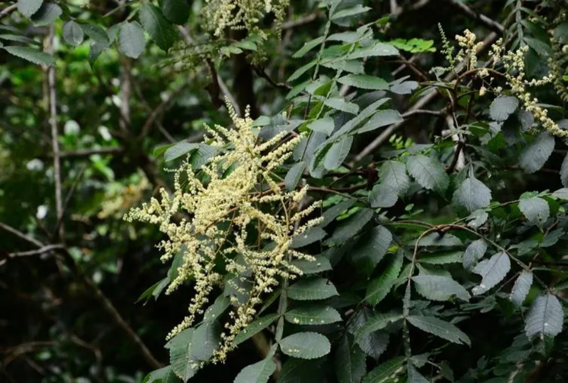 鹽膚木 拉丁名：Rhus chinensis Mill.