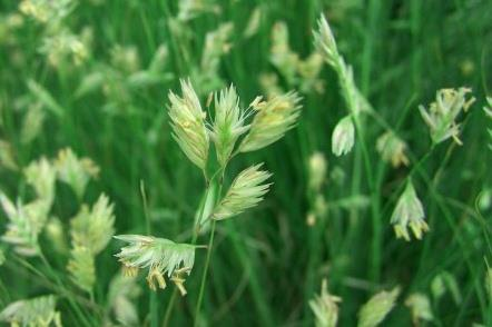 野牛草