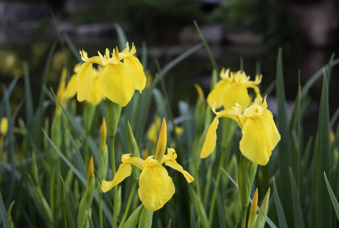 黃花鳶尾